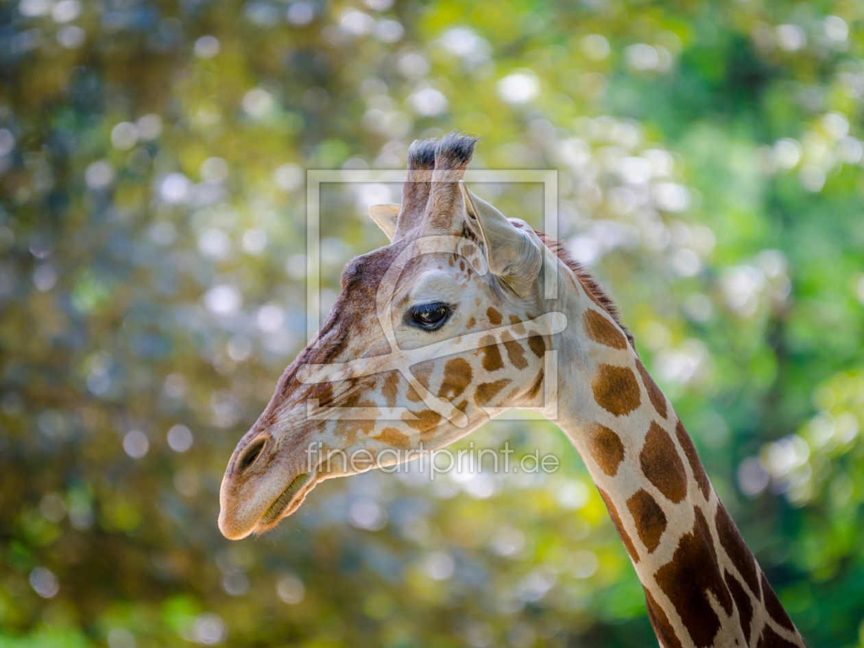 Bild-Nr.: 11300164 Giraffe erstellt von Richard-Young