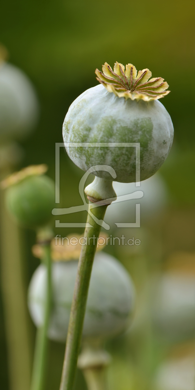 Bild-Nr.: 11300328 Mohn erstellt von Atteloi