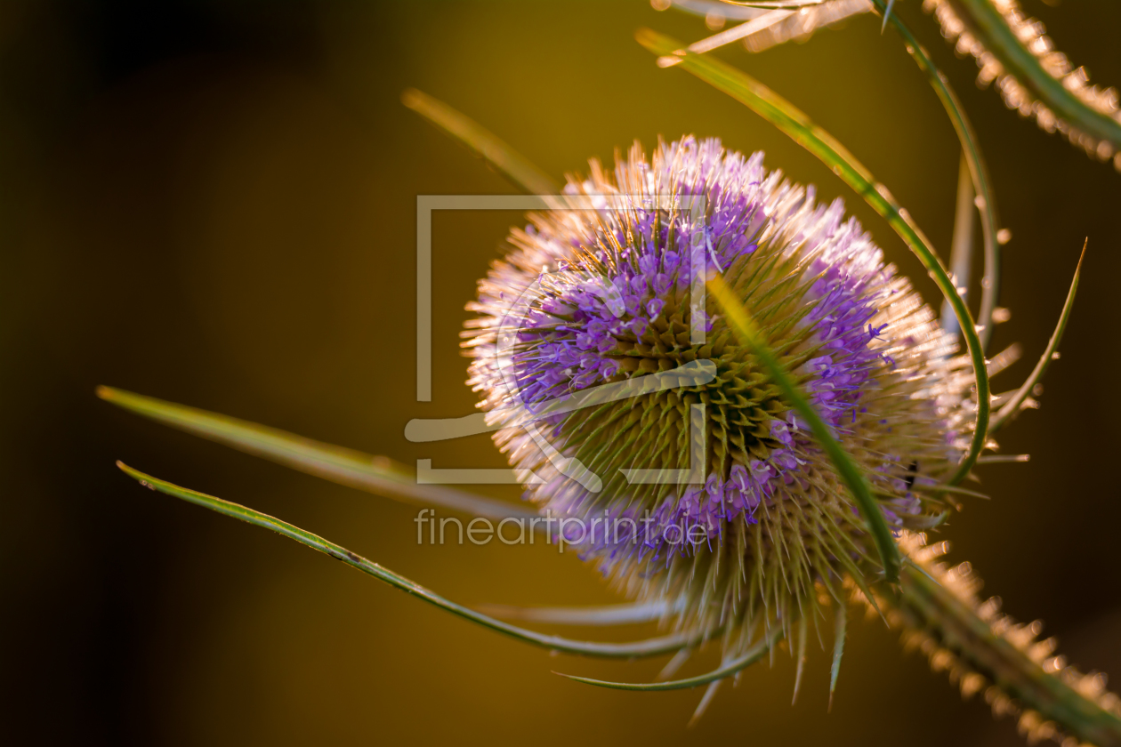 Bild-Nr.: 11300490 Distel erstellt von Richard-Young