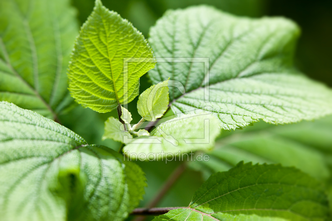 Bild-Nr.: 11301312 Green Leaf erstellt von Markus Gann