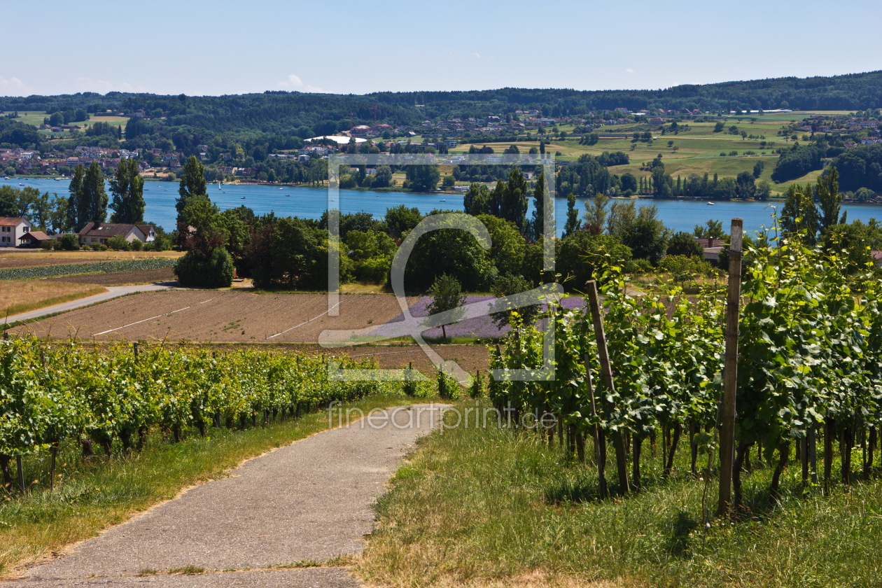 Bild-Nr.: 11301702 Weg im Weinberg am Bodensee erstellt von Anja Schäfer