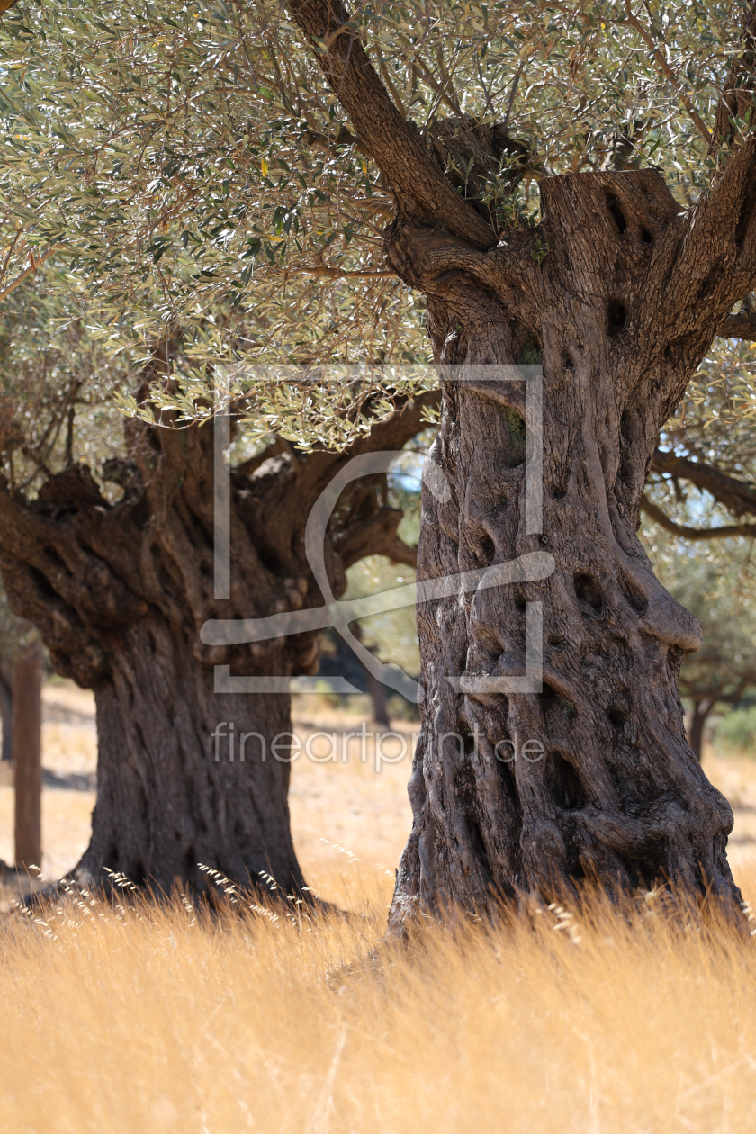 Bild-Nr.: 11303354 Olivenbäume erstellt von Jana Behr