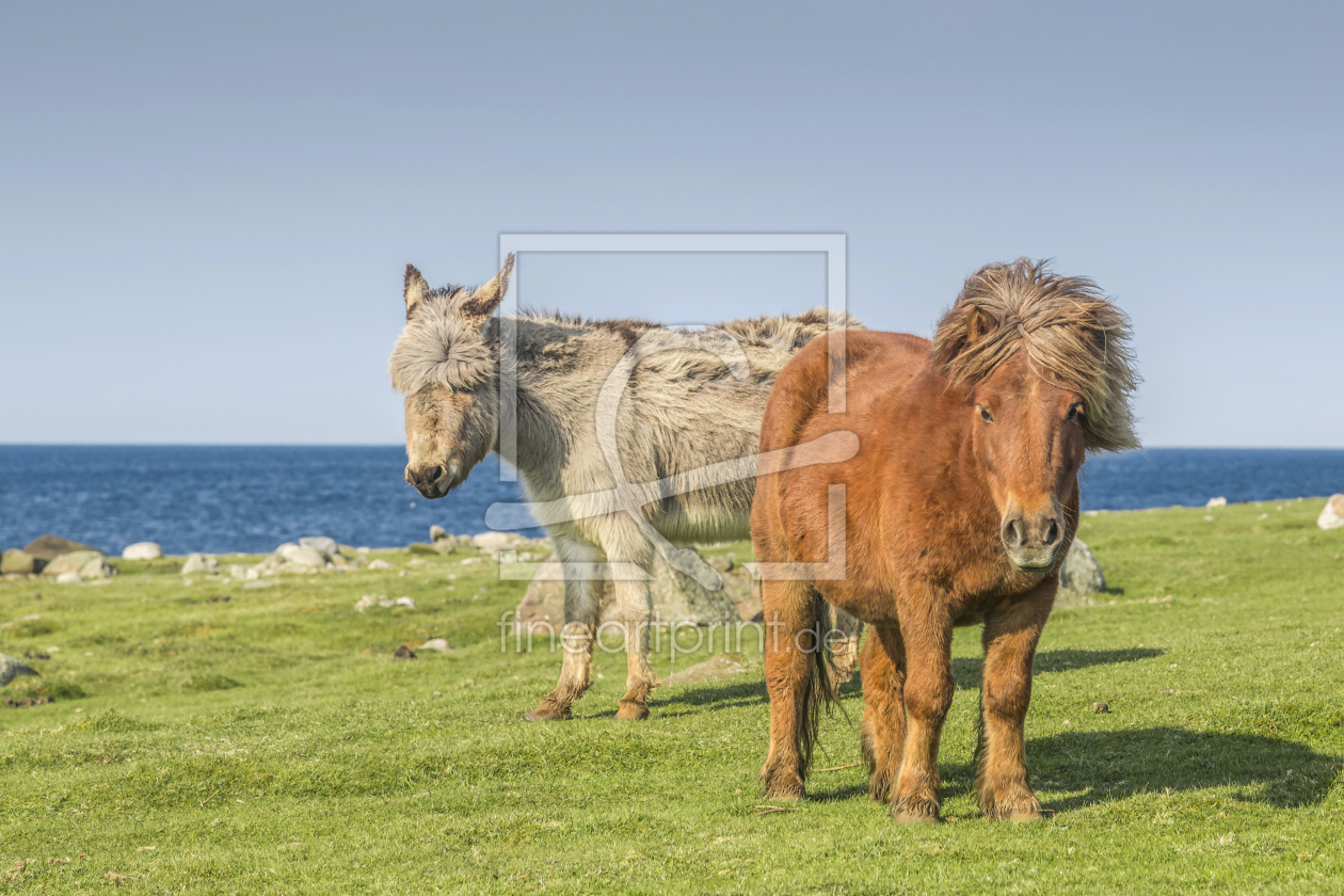 Bild-Nr.: 11305578 Freunde am Fjord erstellt von EderHans