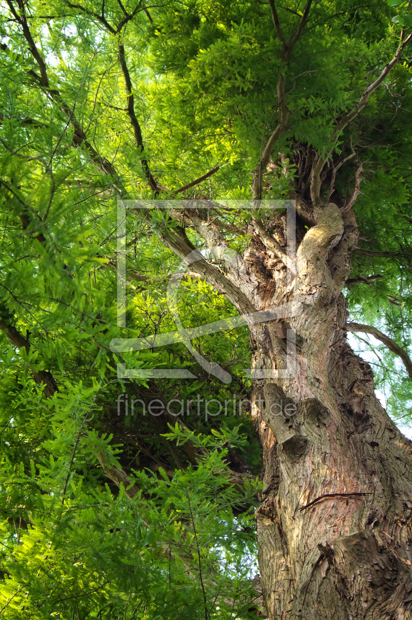 Bild-Nr.: 11305706 Baum erstellt von Angela  Dölling