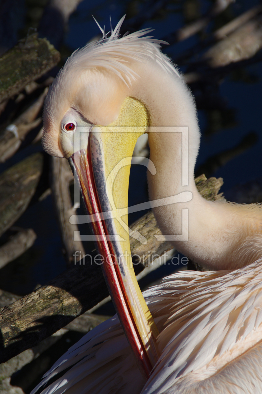 Bild-Nr.: 11306486 Pelikan erstellt von Fotochris71