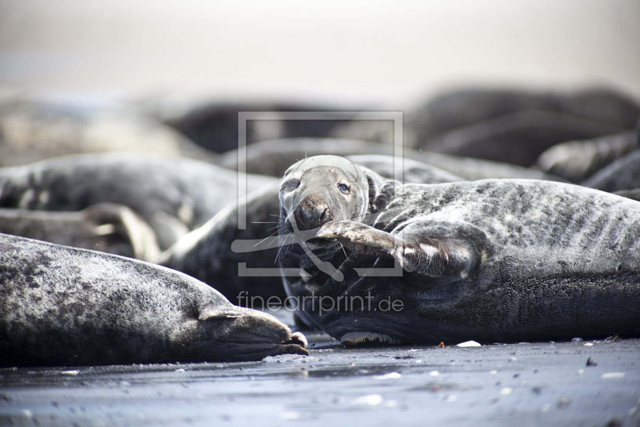 Bild-Nr.: 11307988 Kegelrobben auf Helgoland erstellt von blende-acht