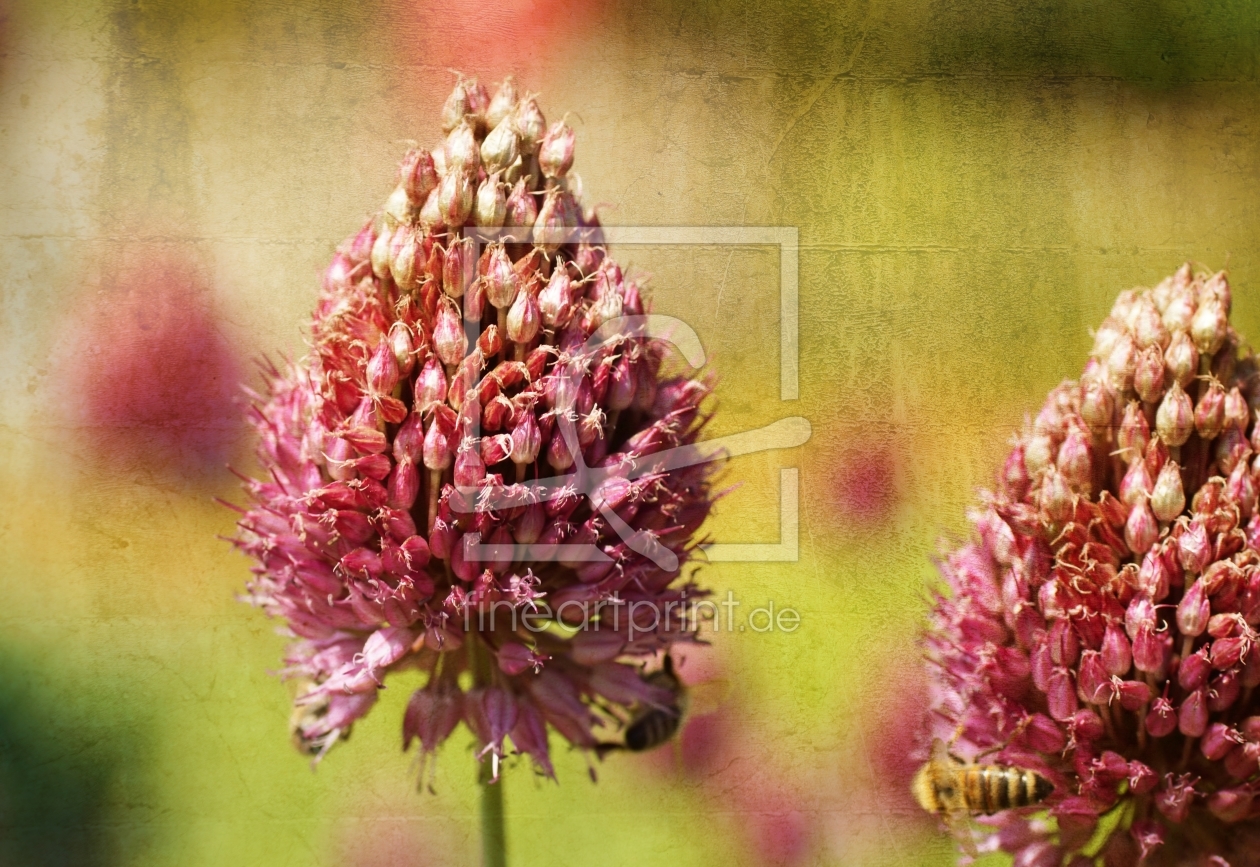 Bild-Nr.: 11309426 Wiesenblüten erstellt von youhaveadream