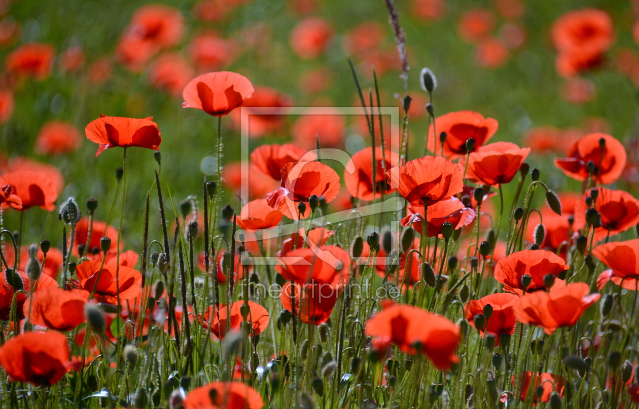 Bild-Nr.: 11309688 .. poppies .. erstellt von GUGIGEI