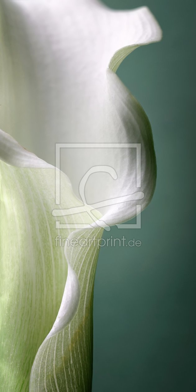 Bild-Nr.: 11309758 calla curves Bild-Nr.: 11309758 calla curves erstellt von Rolf Eschbach