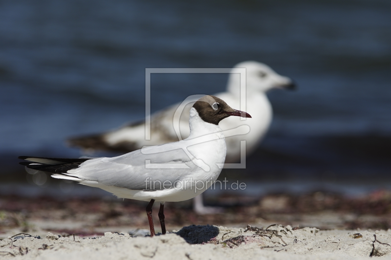 Bild-Nr.: 11310930 2 Möwen im Seitenprofil am Strand erstellt von Tanja Riedel