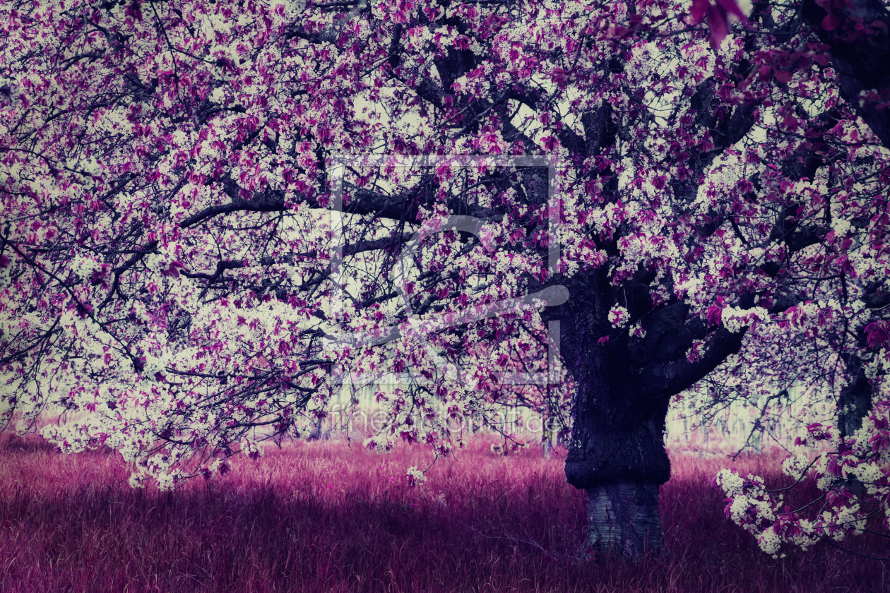 Bild-Nr.: 11311212 pink cherry blossoms erstellt von Vereinigung-Emotional-Expressionisten