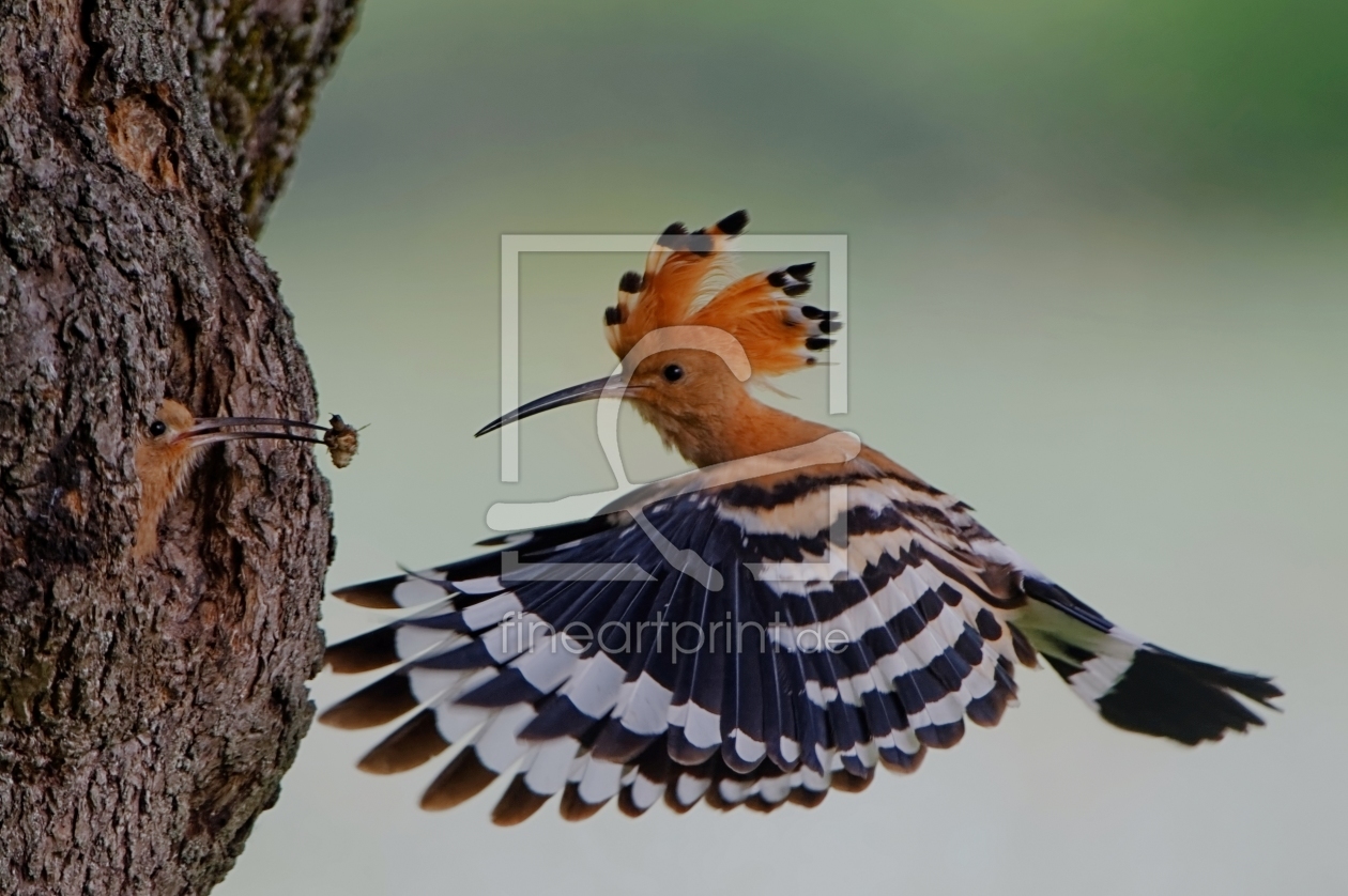 Bild-Nr.: 11312720 Wiedehopf erstellt von Taunusbilder