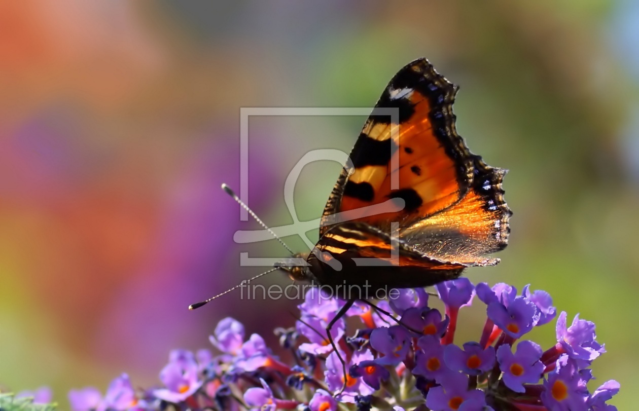 Bild-Nr.: 11313096 Butterfly erstellt von youhaveadream