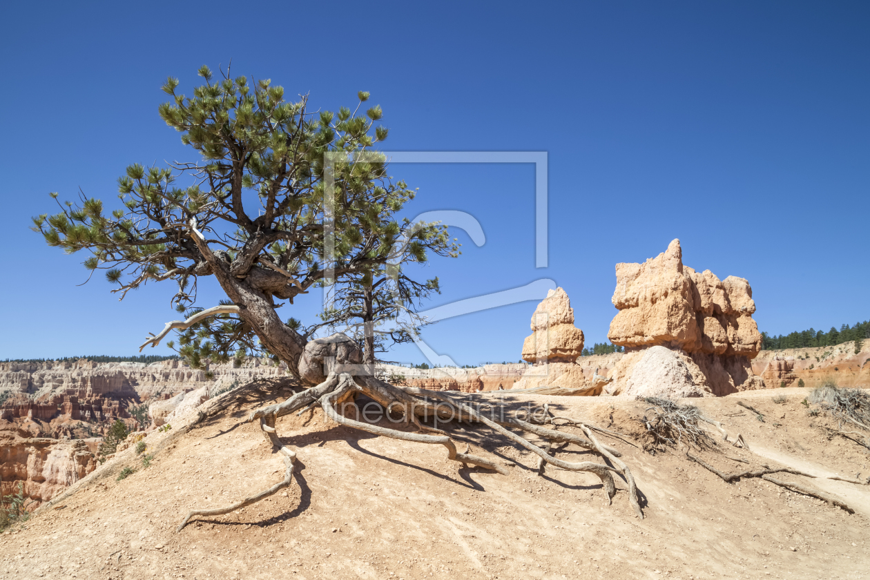 Bild-Nr.: 11313748 BRYCE CANYON & Old Tree erstellt von Melanie Viola