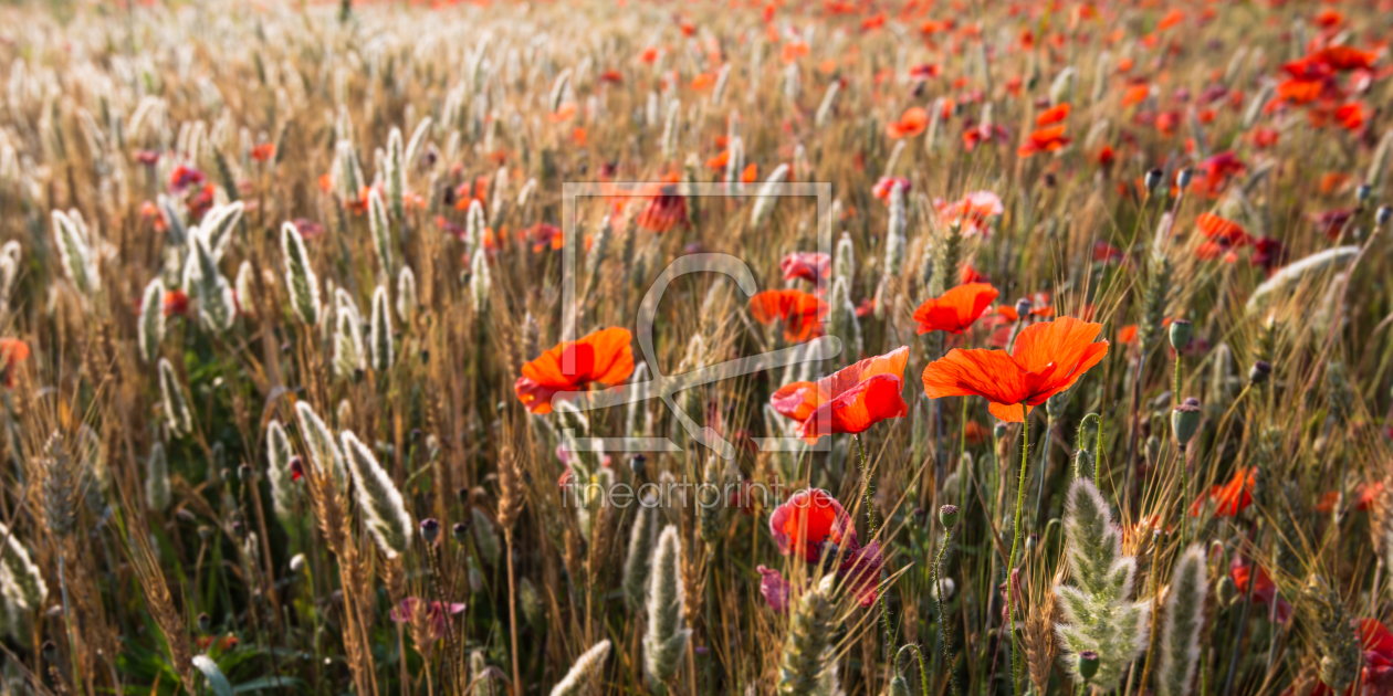 Bild-Nr.: 11314022 Mohnblumen im Morgenlicht erstellt von hannes cmarits