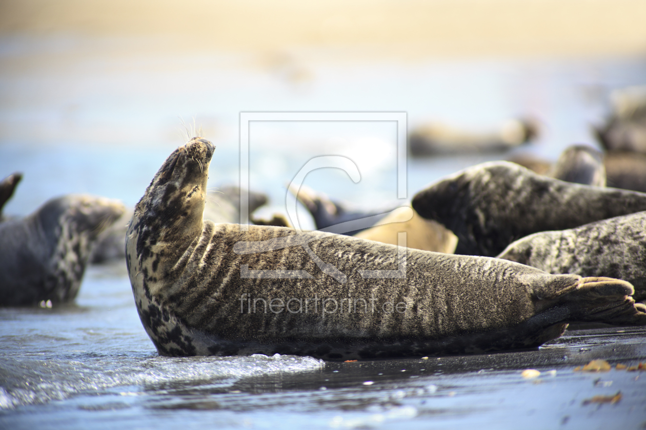 Bild-Nr.: 11314504 Kegelrobben auf Helgoland erstellt von blende-acht