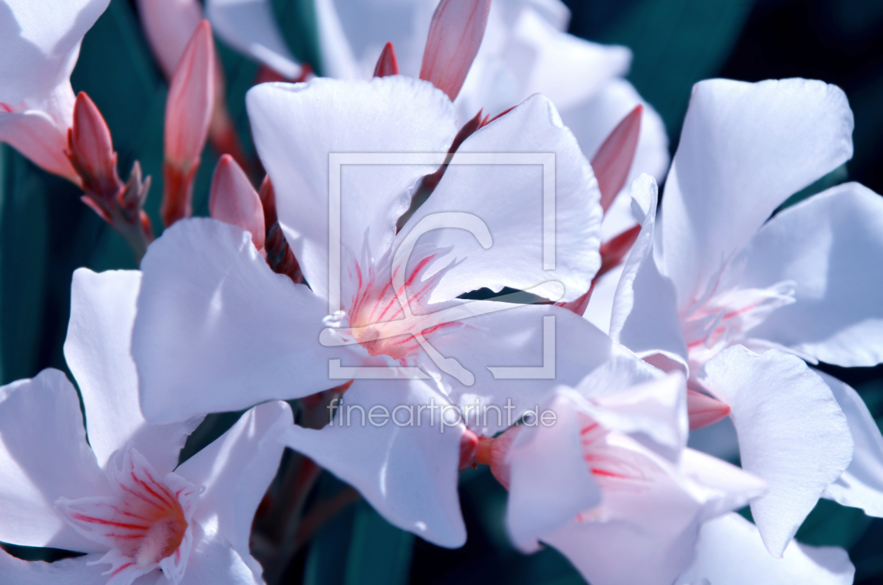 Bild-Nr.: 11315208 Oleander Bild-Nr.: 11315208 Oleander erstellt von Atteloi