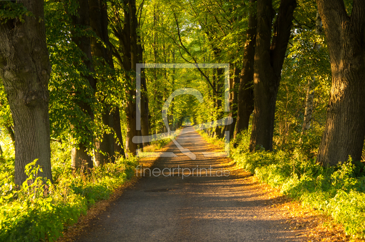 Bild-Nr.: 11315516 Allee im Spätsommer erstellt von SP10