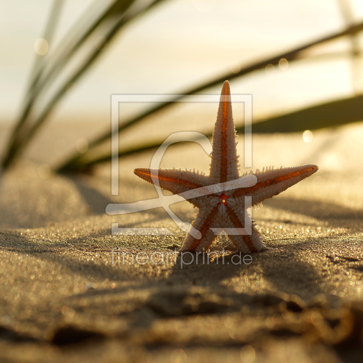 Bild-Nr.: 11316282 Seestern Stillleben am Strand erstellt von Tanja Riedel