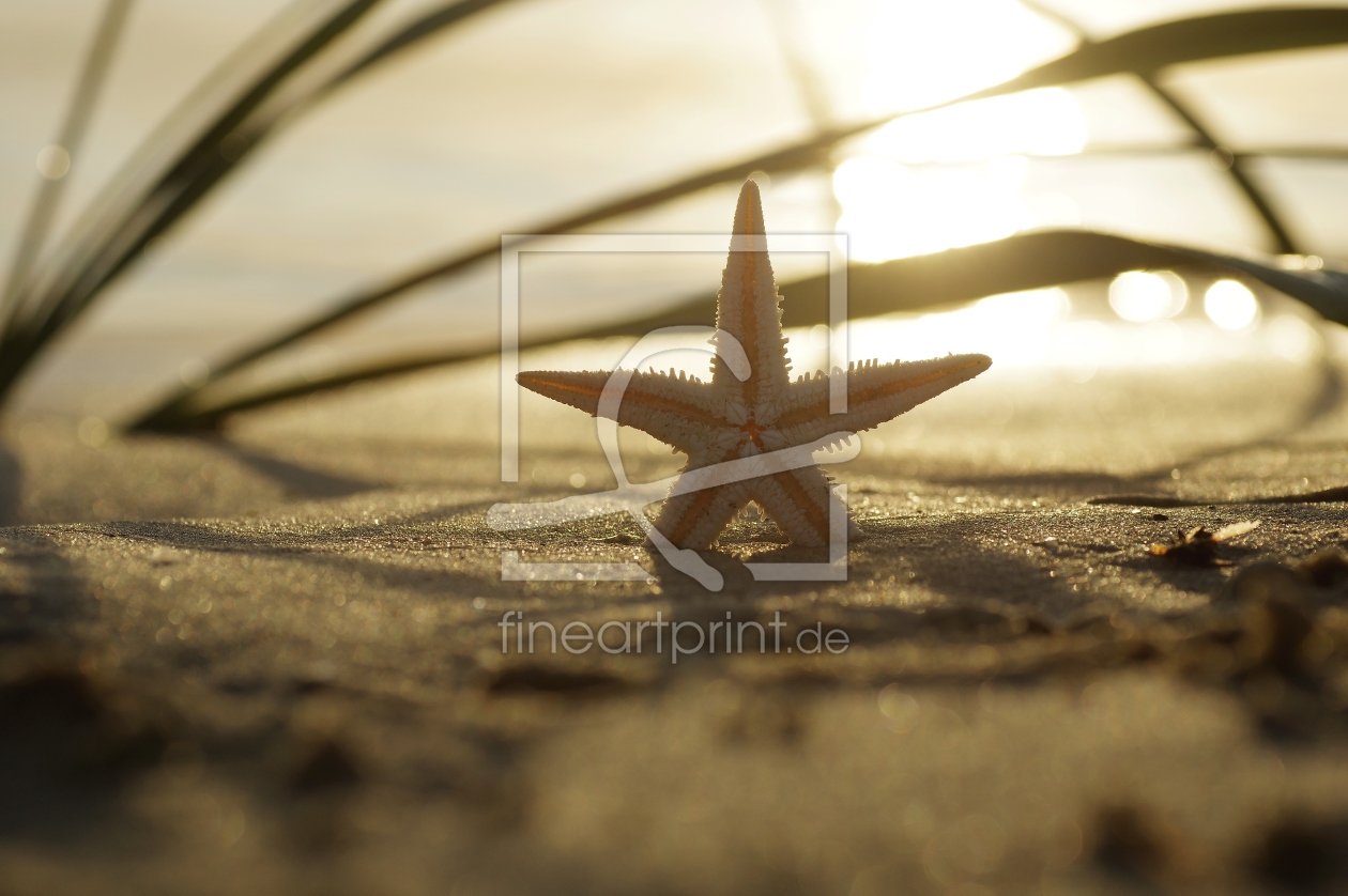 Bild-Nr.: 11317764 Seestern im goldenen Licht der Abendsonne erstellt von Tanja Riedel