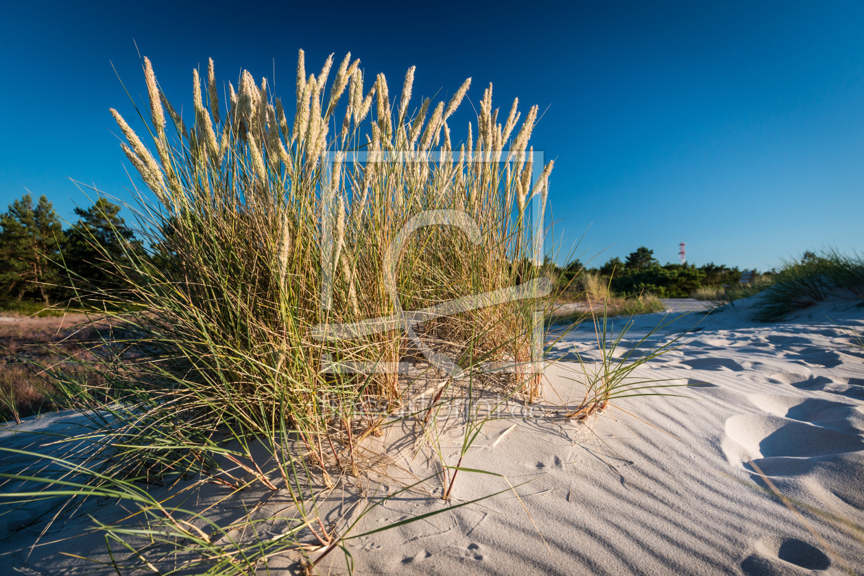 Bild-Nr.: 11317942 Gras in den Dünen von Darß erstellt von orxy