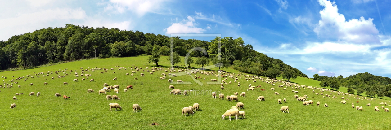 Bild-Nr.: 11318470 Schafherde erstellt von fotoping