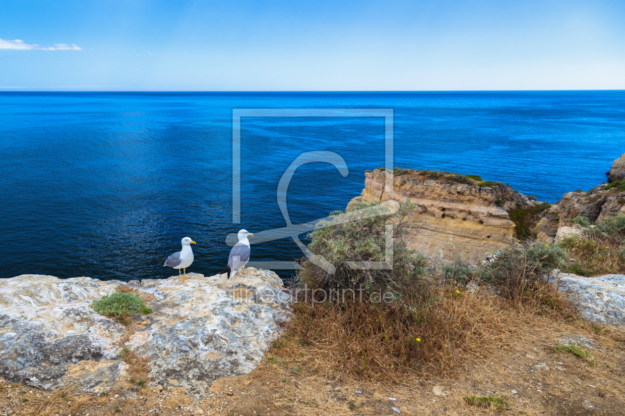 Bild-Nr.: 11318646 Algarve Möwen erstellt von TomKli