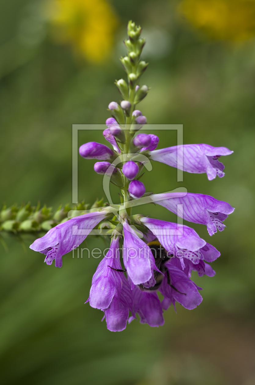 Bild-Nr.: 11318680 Glockenblume erstellt von iwonag