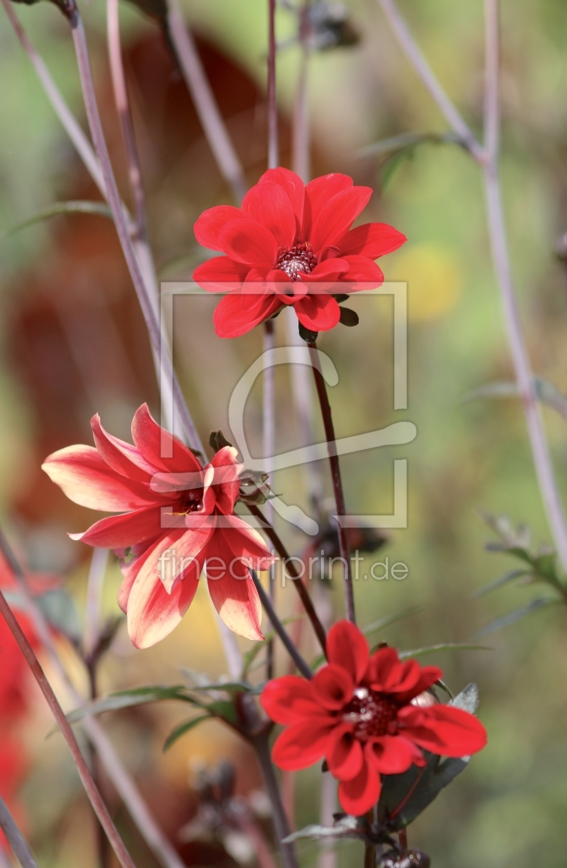 Bild-Nr.: 11319322 DAHLIA erstellt von Ivonne Wentzler