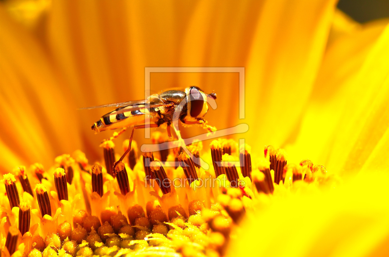 Bild-Nr.: 11319804 Besuch auf der Sonnenblume erstellt von falconer59