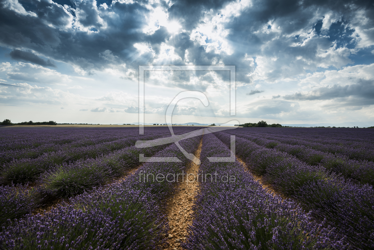 Bild-Nr.: 11320538 Lavendel 1 erstellt von danielschoenen