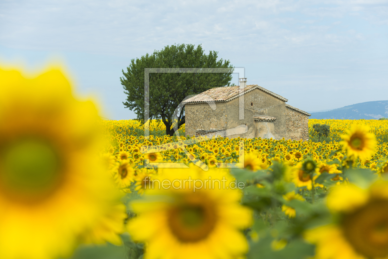 Bild-Nr.: 11320548 Sonnenblumen 1 erstellt von danielschoenen