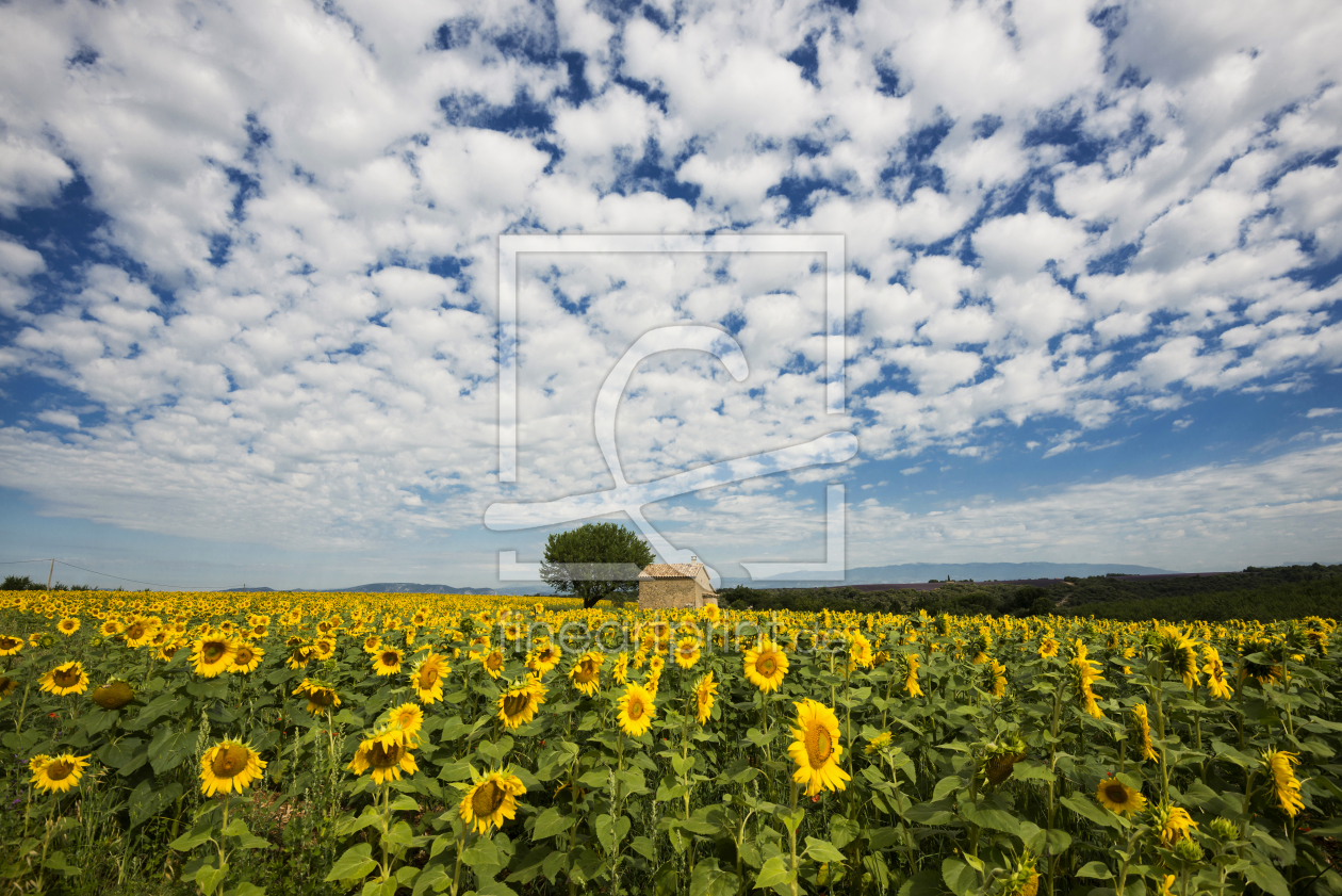 Bild-Nr.: 11321176 Sonnenblumen 2 erstellt von danielschoenen