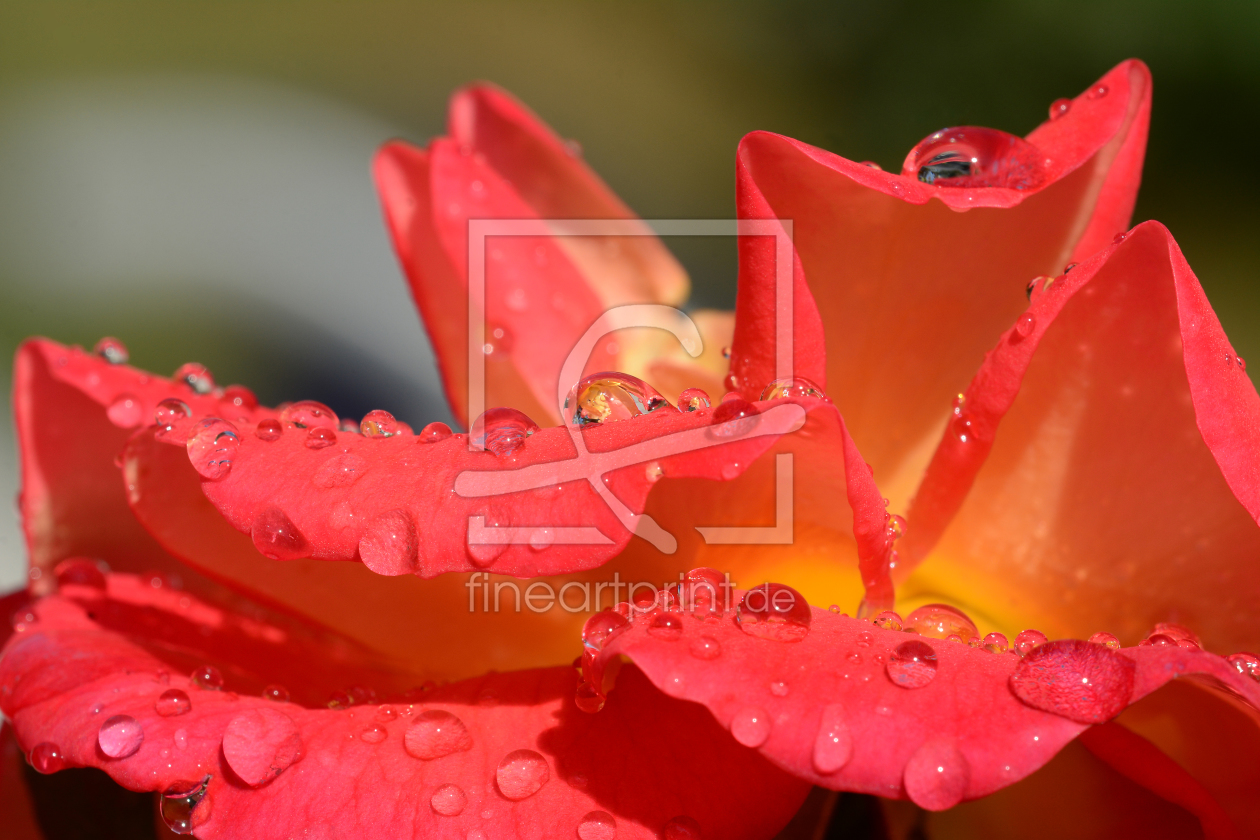 Bild-Nr.: 11321432 Edelrose mit Perlentropfen  erstellt von Ostfriese