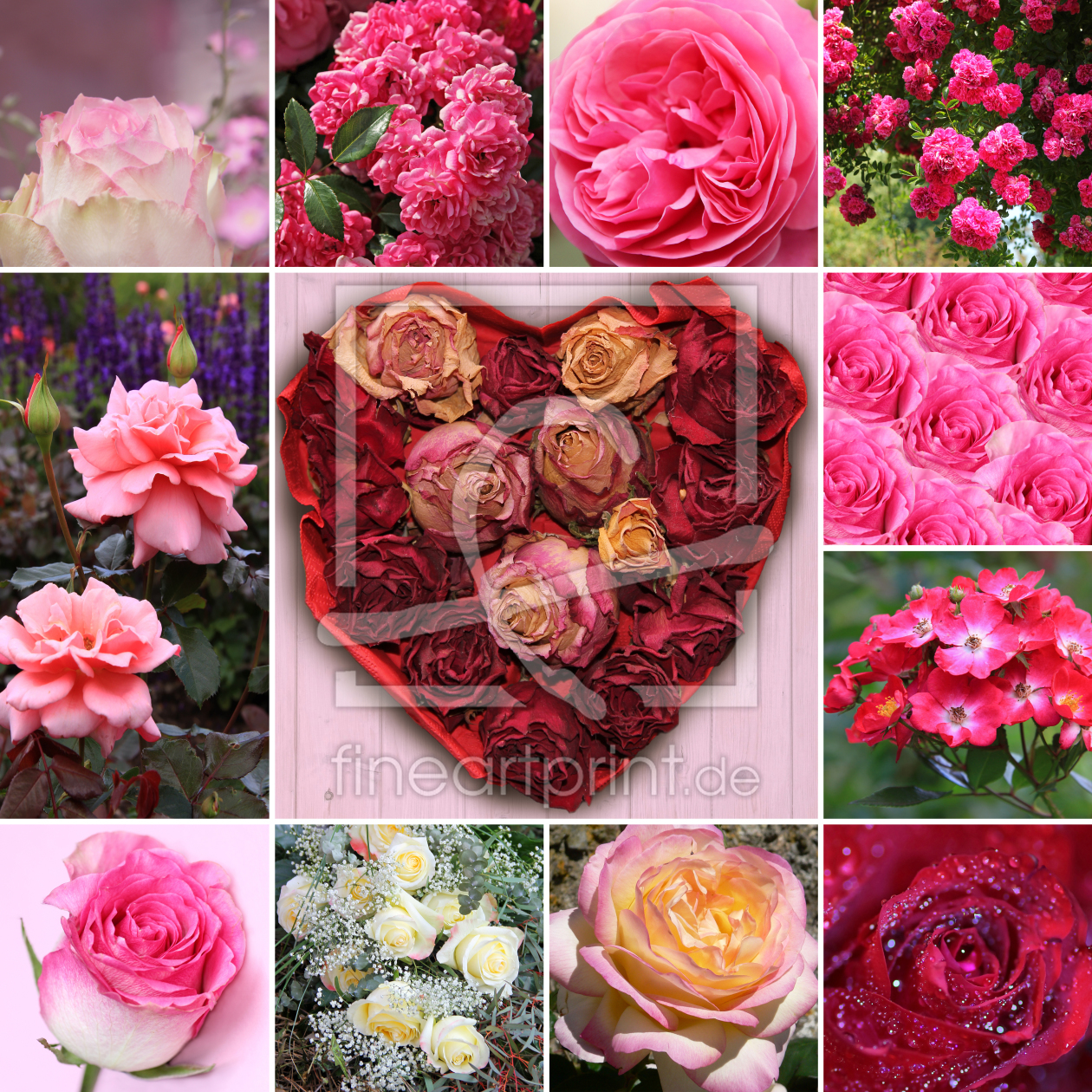 Bild-Nr.: 11321878 Collage - Rosenblüten erstellt von SusaZoom