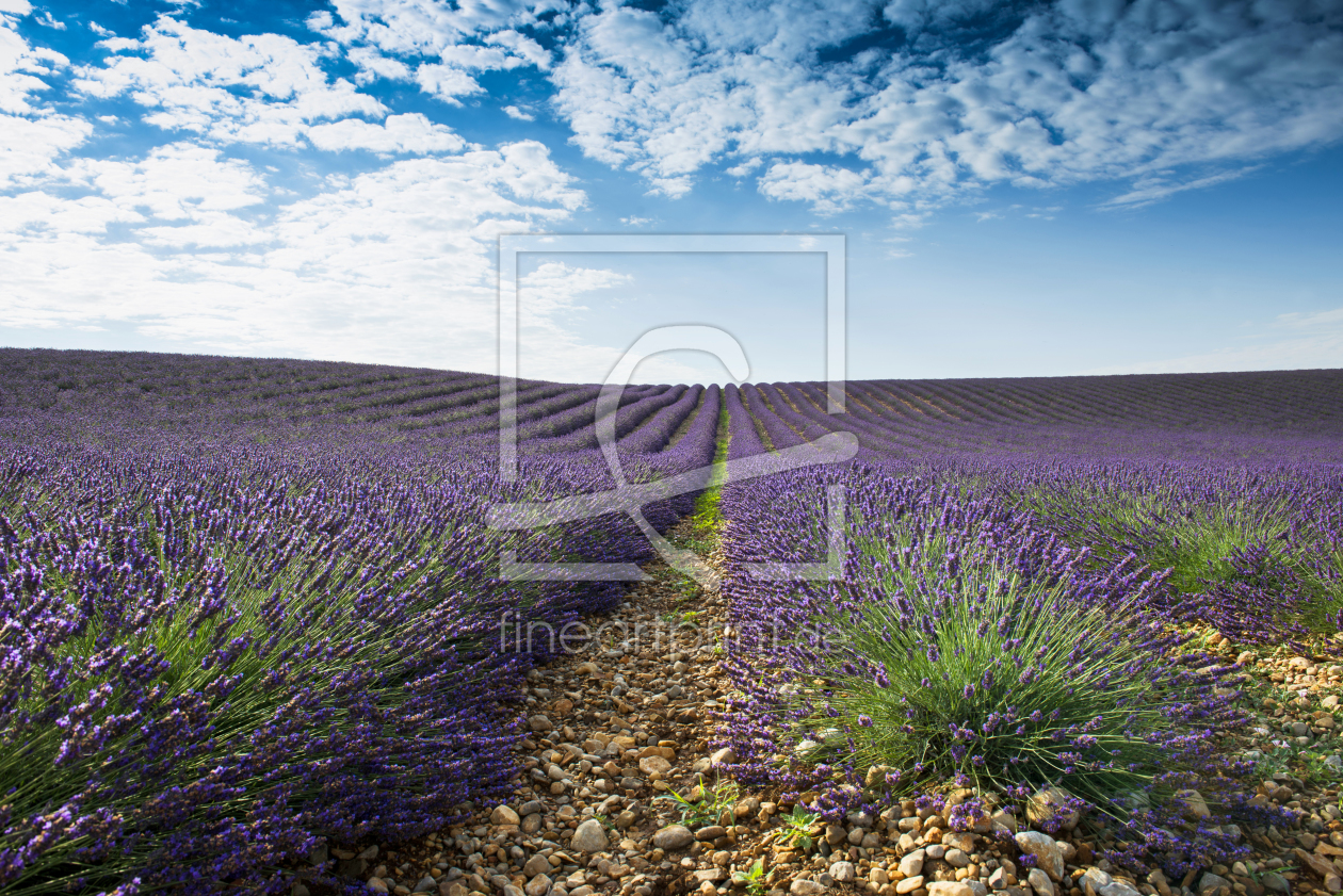 Bild-Nr.: 11321892 Lavendel 5 erstellt von danielschoenen