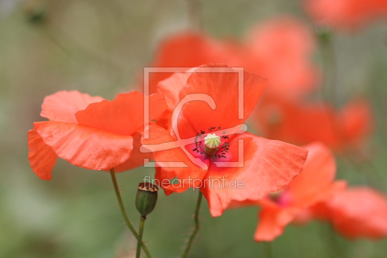 Bild-Nr.: 11322734 POPPY FIELD erstellt von Ivonne Wentzler