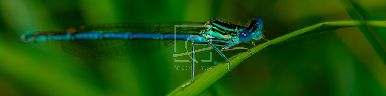 Bild-Nr.: 11323082 Hufeisen-Azurjungfer - Coenagrion puella erstellt von Richard-Young