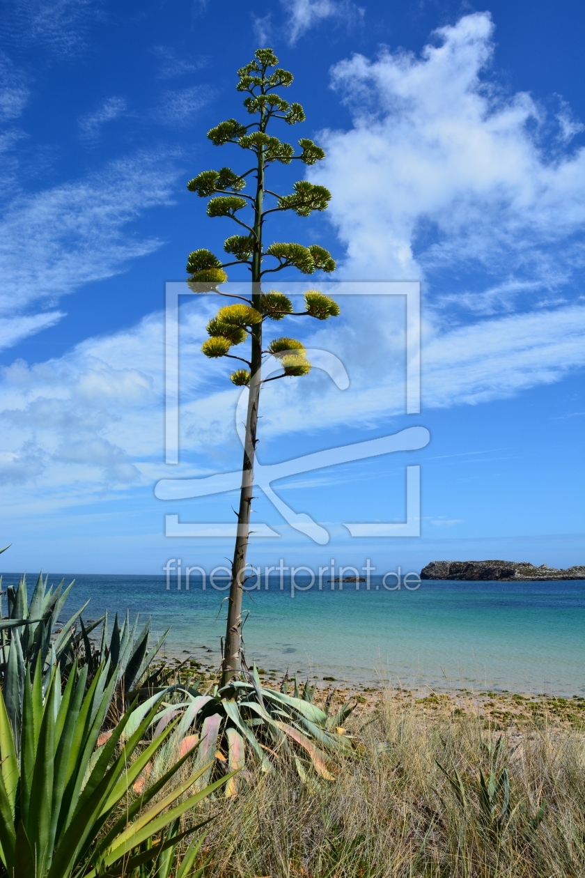 Bild-Nr.: 11323548 Agave erstellt von Bettina Schnittert