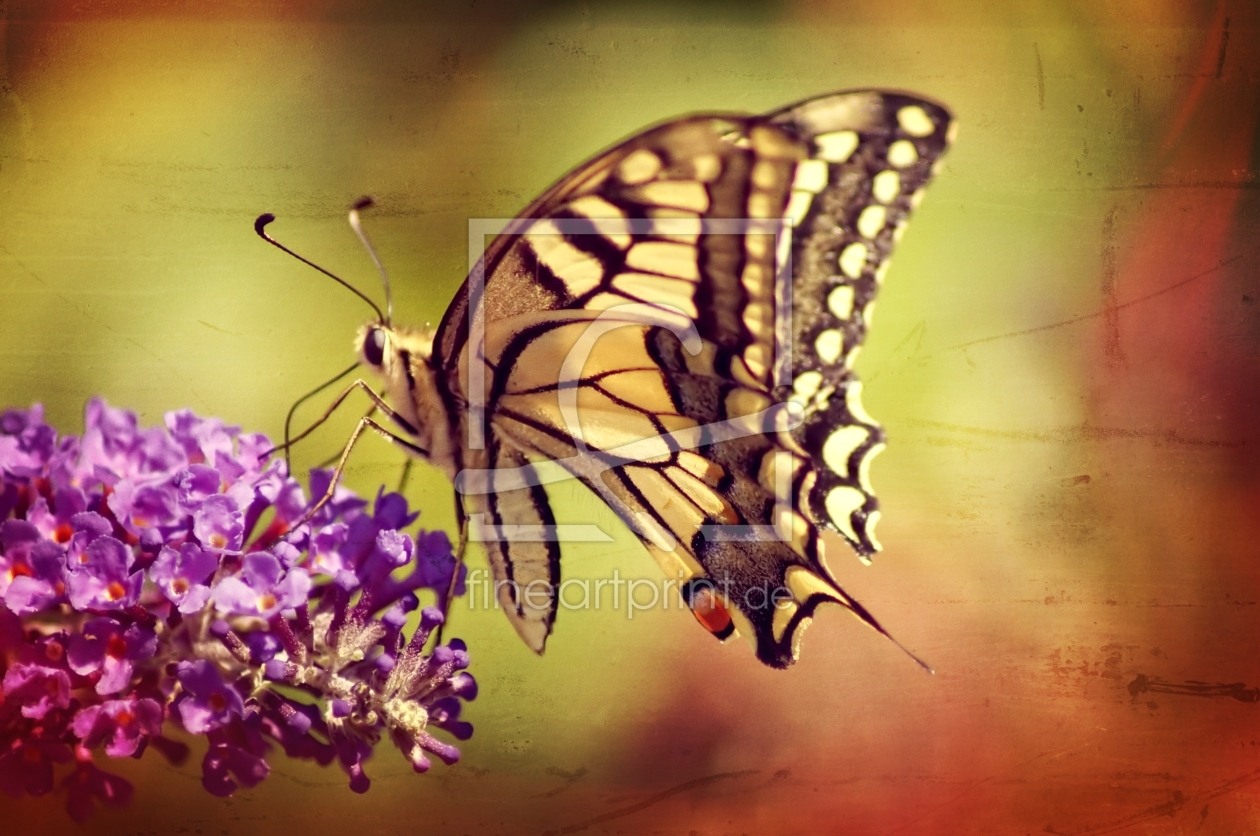 Bild-Nr.: 11323848 Butterfly erstellt von youhaveadream