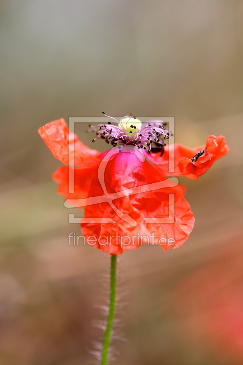 Bild-Nr.: 11324740 MOHN erstellt von Ivonne Wentzler