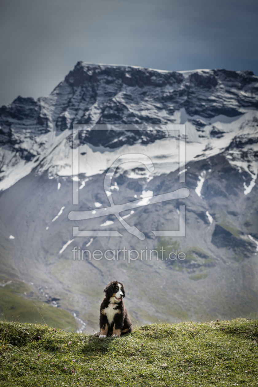 Bild-Nr.: 11324756 Berner Sennenhund in den Alpen erstellt von Beat Bregenzer