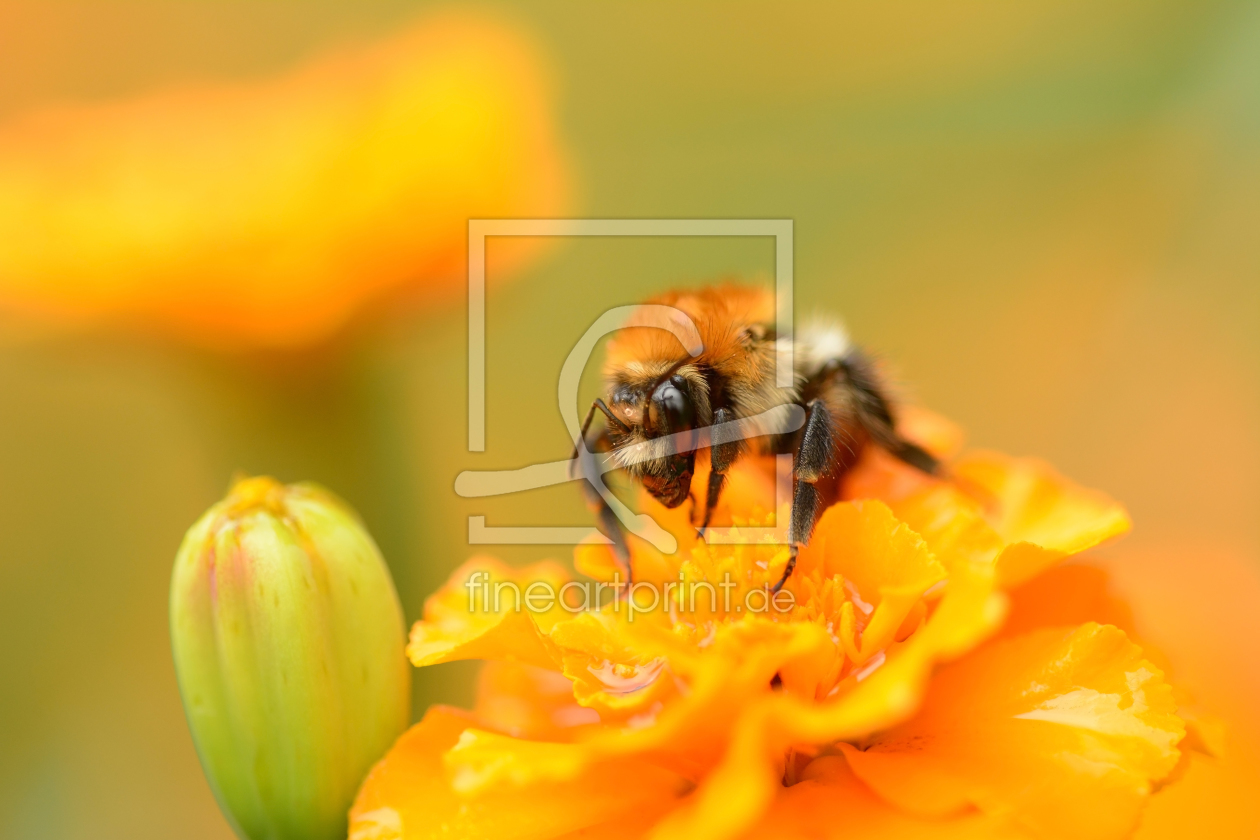 Bild-Nr.: 11325183 Hummel erstellt von Ostfriese