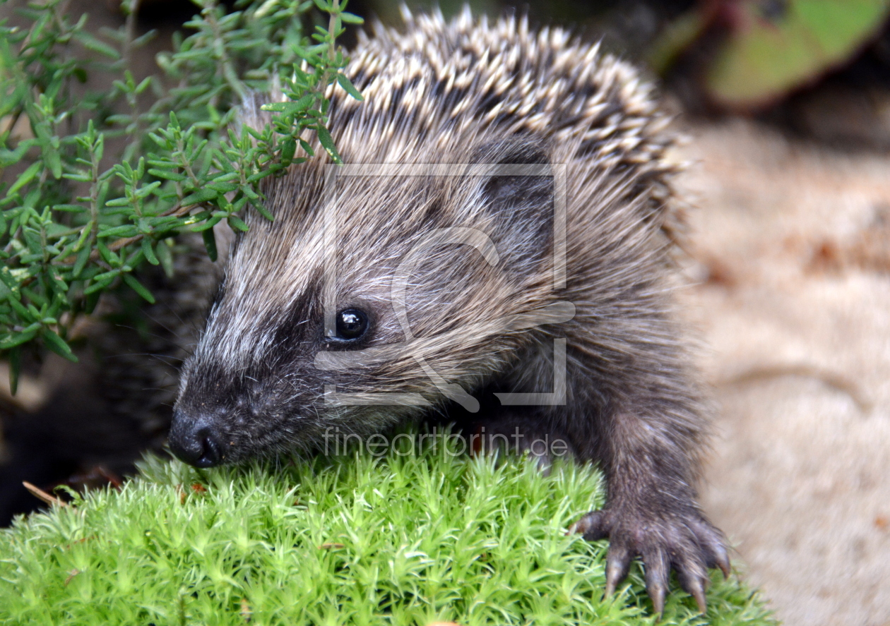 Bild-Nr.: 11325659 Igel-Nachwuchs erstellt von GUGIGEI