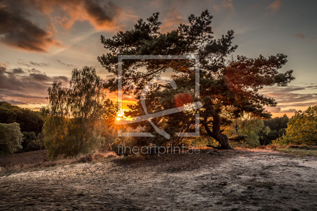 Bild-Nr.: 11325679 Hamburg | Fischbeker Heide - Sonnenuntergang erstellt von Sievert