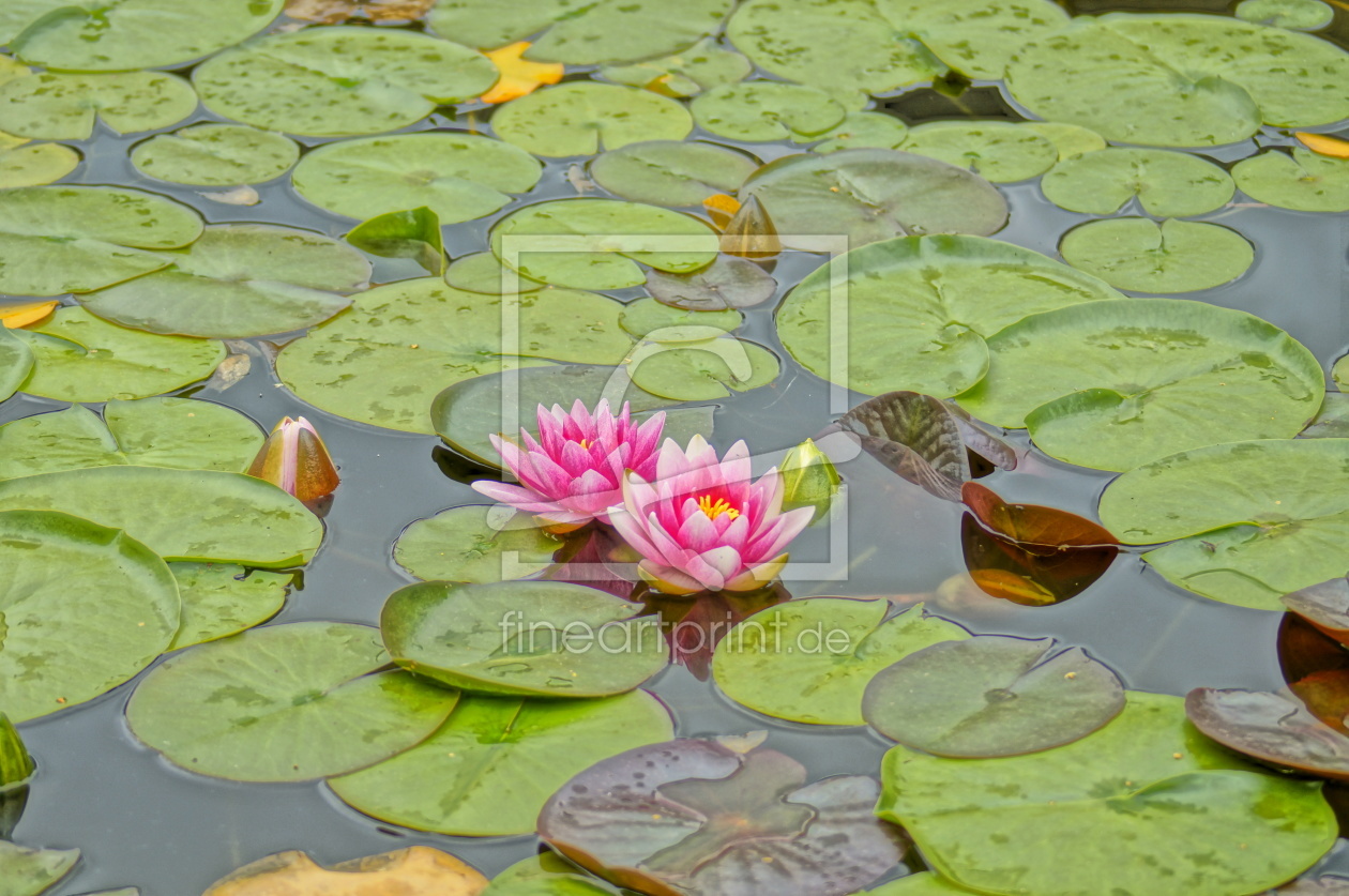 Bild-Nr.: 11325867 Seerose erstellt von Jiber