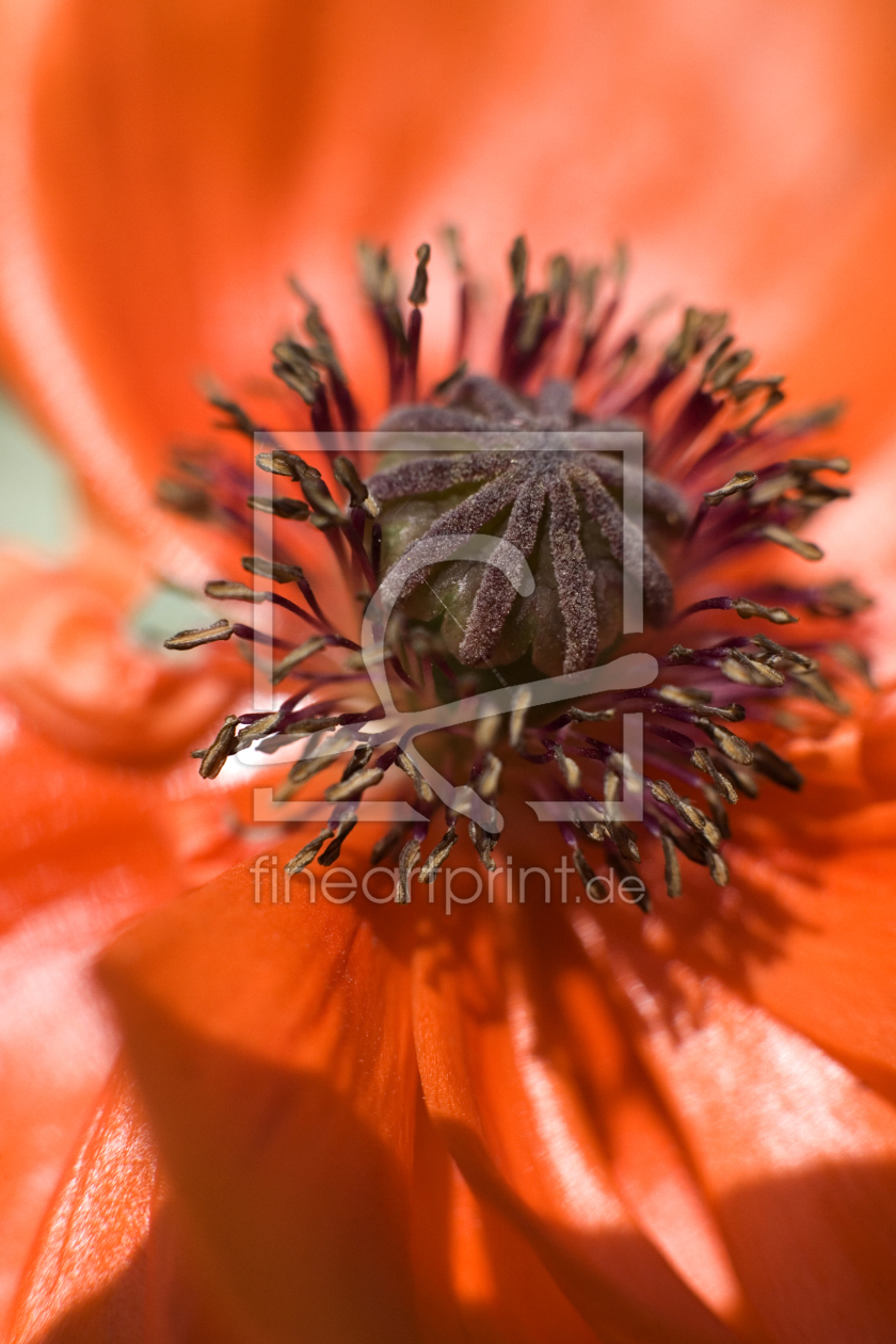 Bild-Nr.: 11327291 Mohn erstellt von KS-Fotografia-Moment