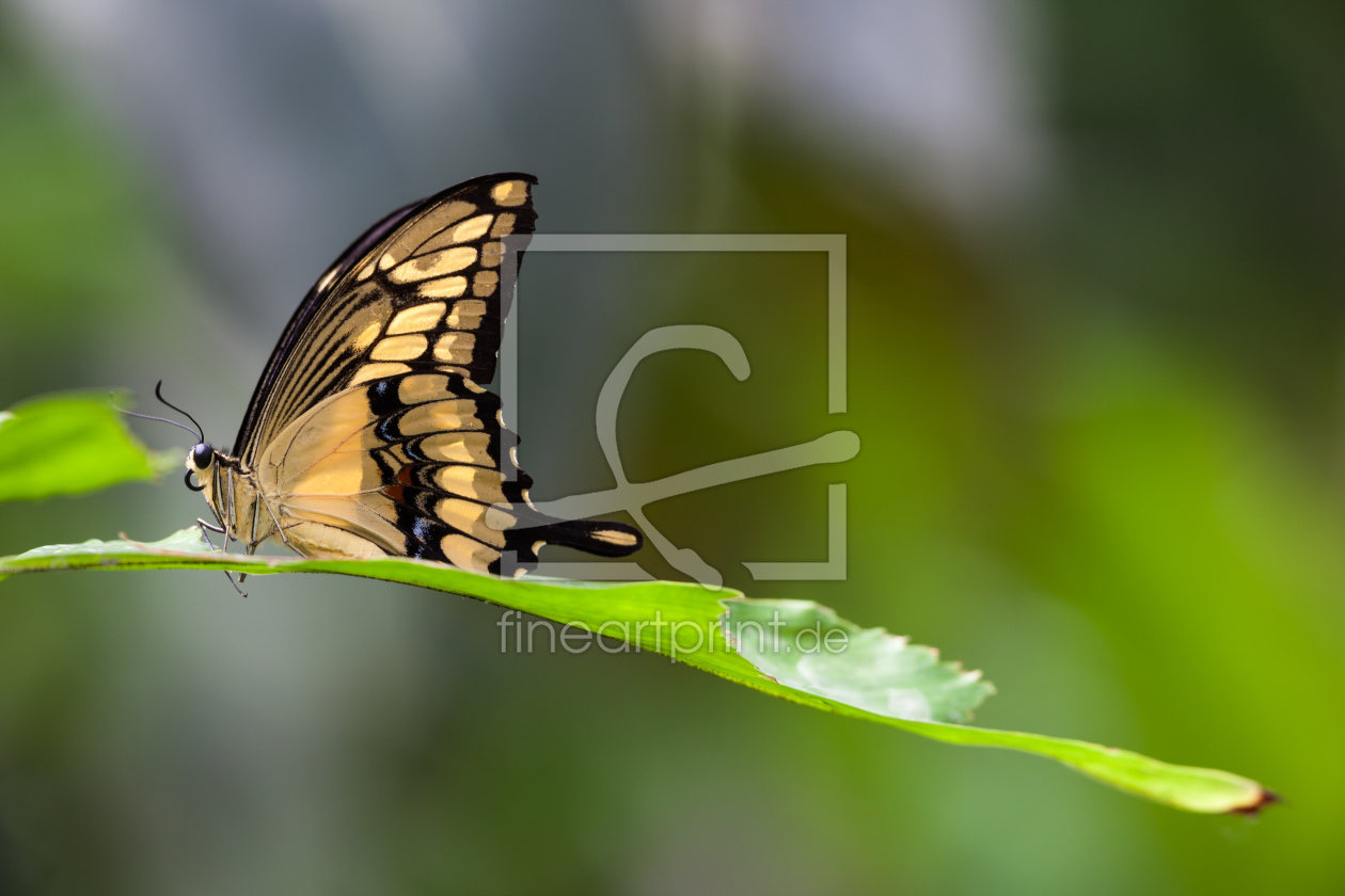 Bild-Nr.: 11327539 Butterfly erstellt von BellePhotArt