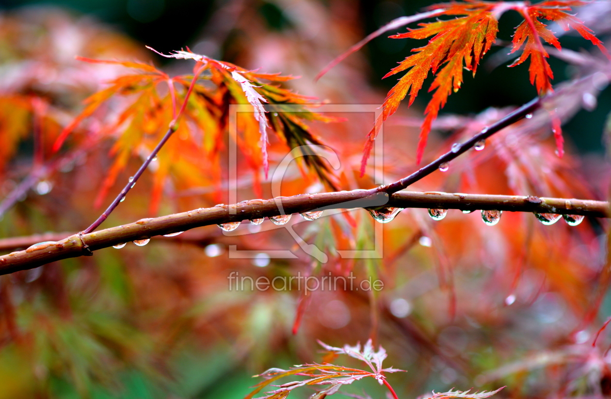 Bild-Nr.: 11327671 Herbstfeuer erstellt von GUGIGEI