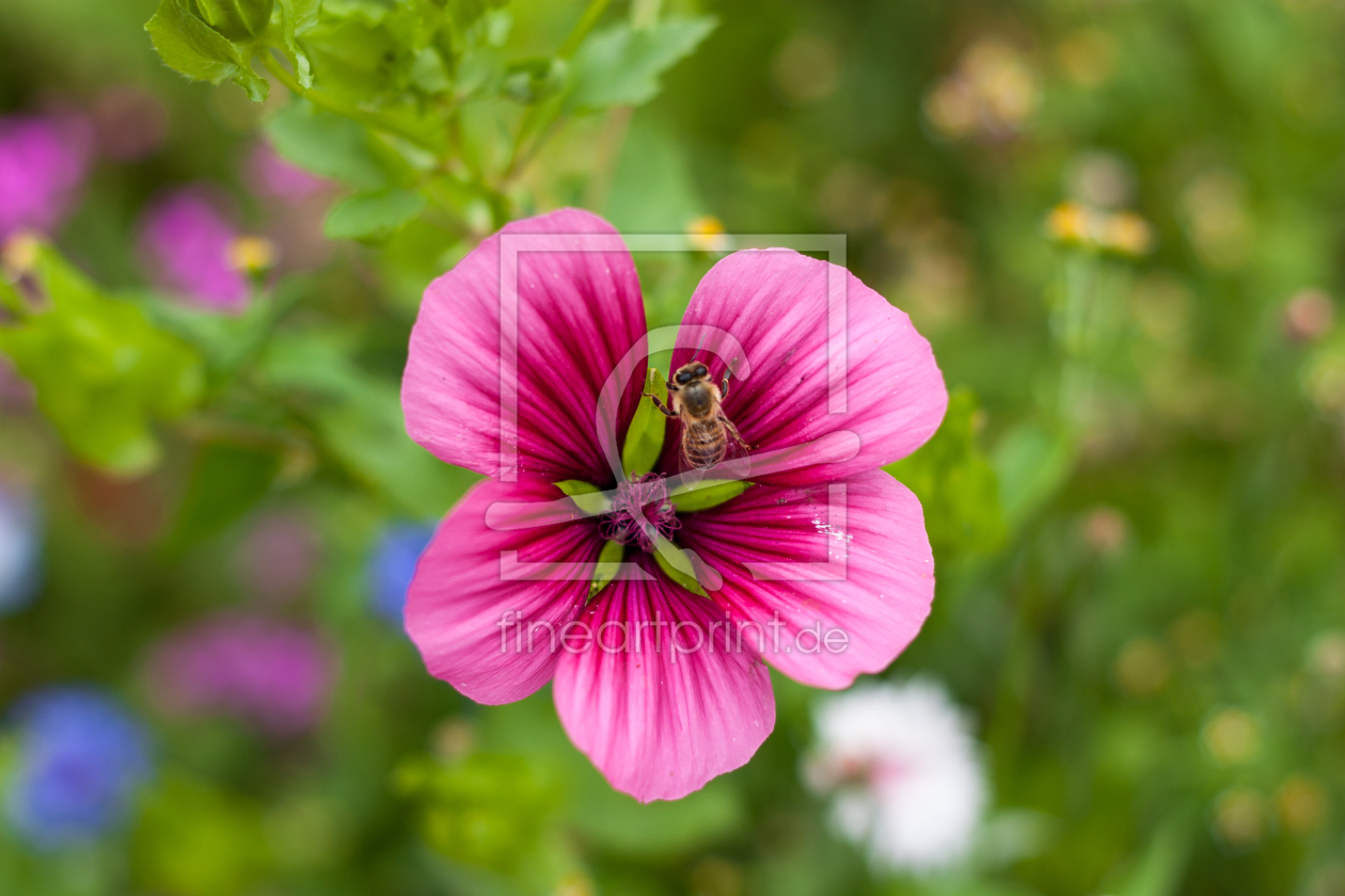 Bild-Nr.: 11327941 Biene auf Blüte erstellt von Gilidhor